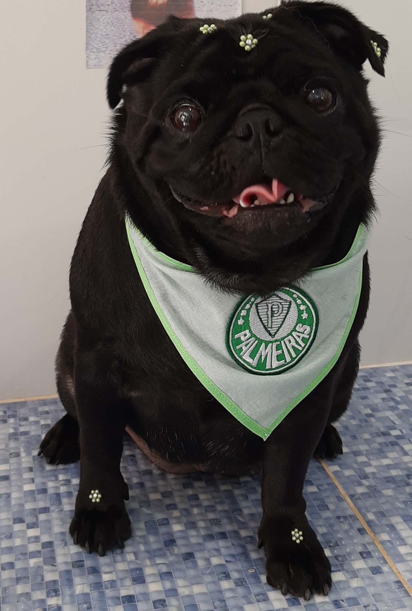 Pet - limpinhos