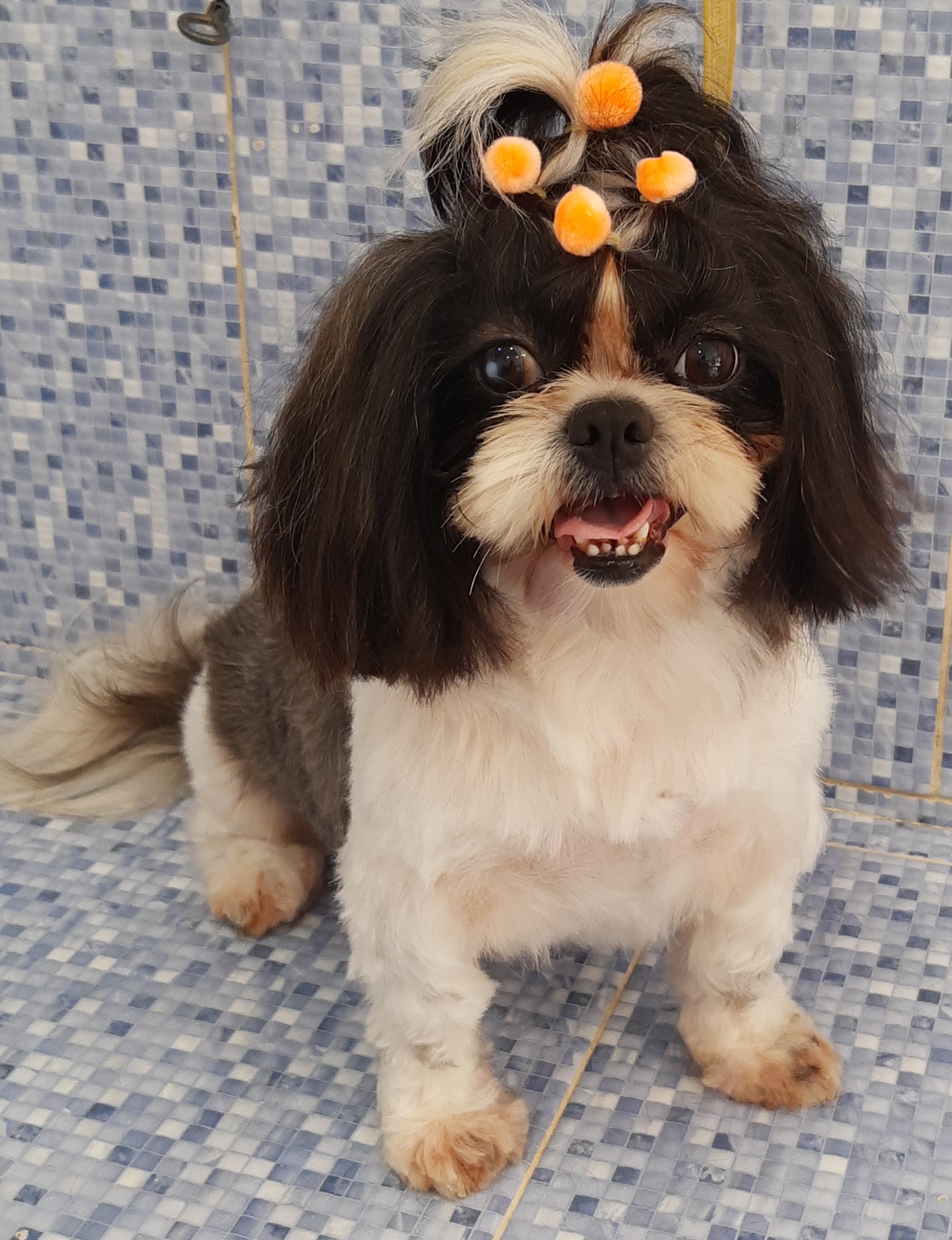 Pet - limpinhos