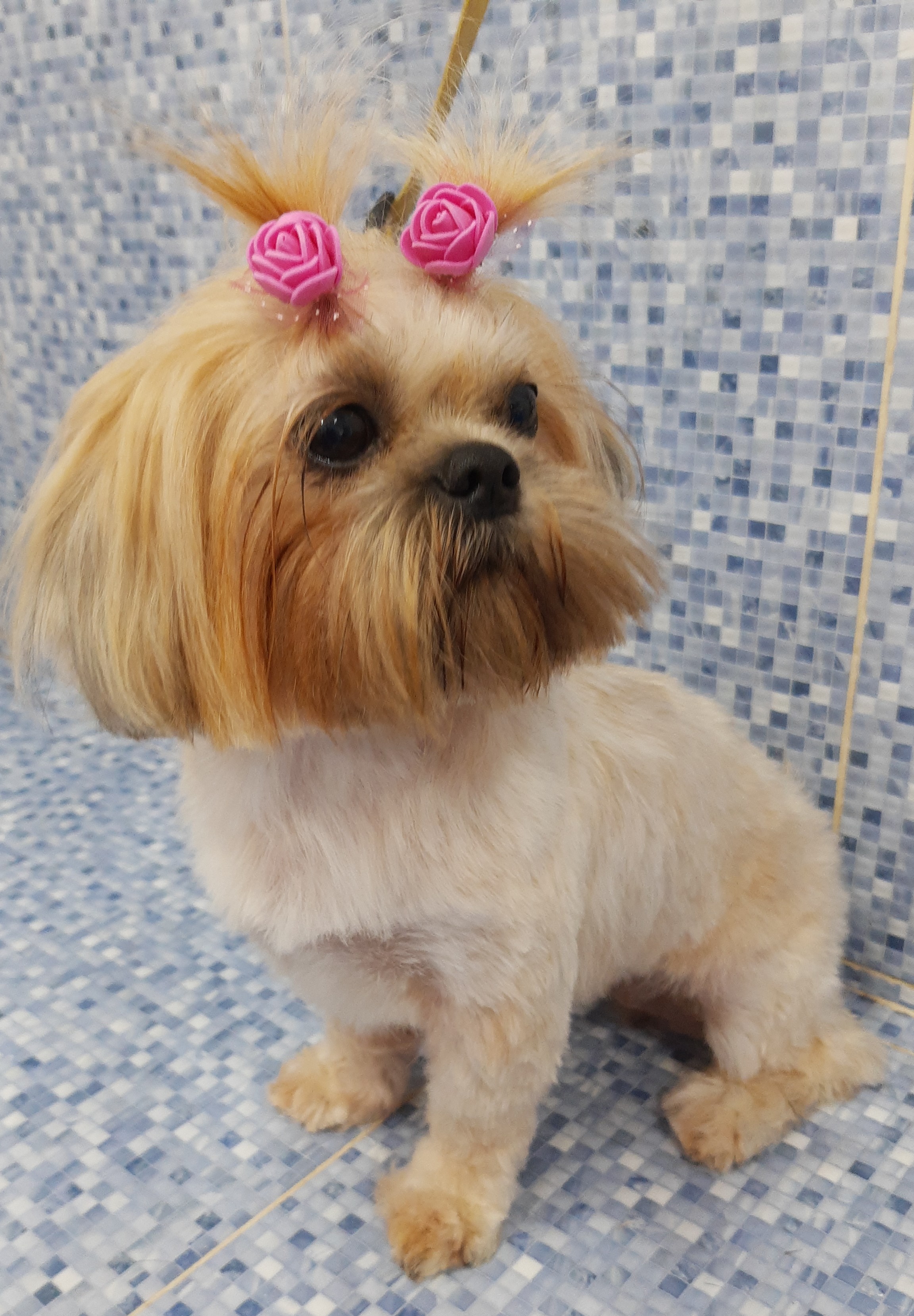 Pet - limpinhos