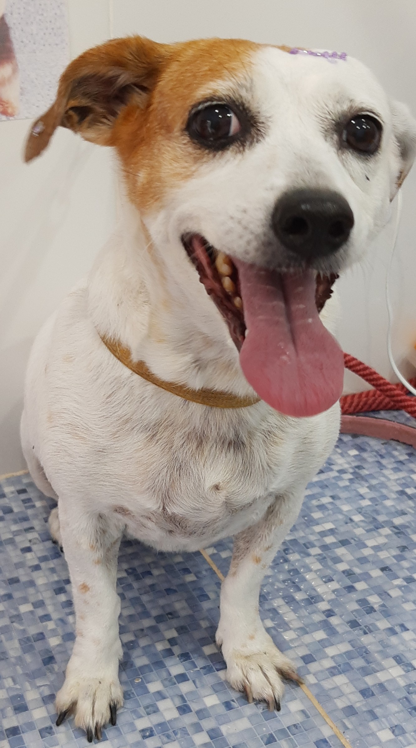 Pet - limpinhos