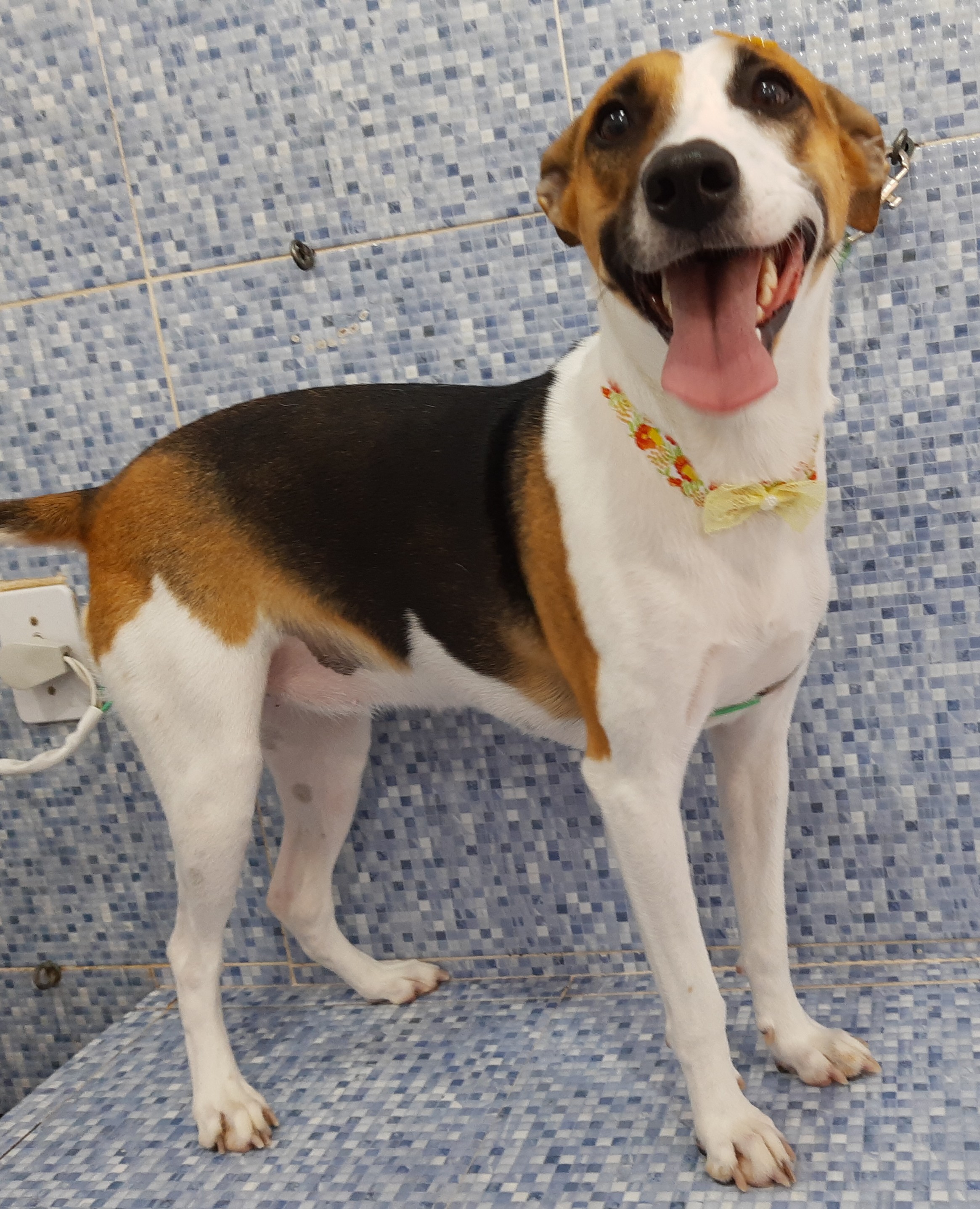 Pet - limpinhos