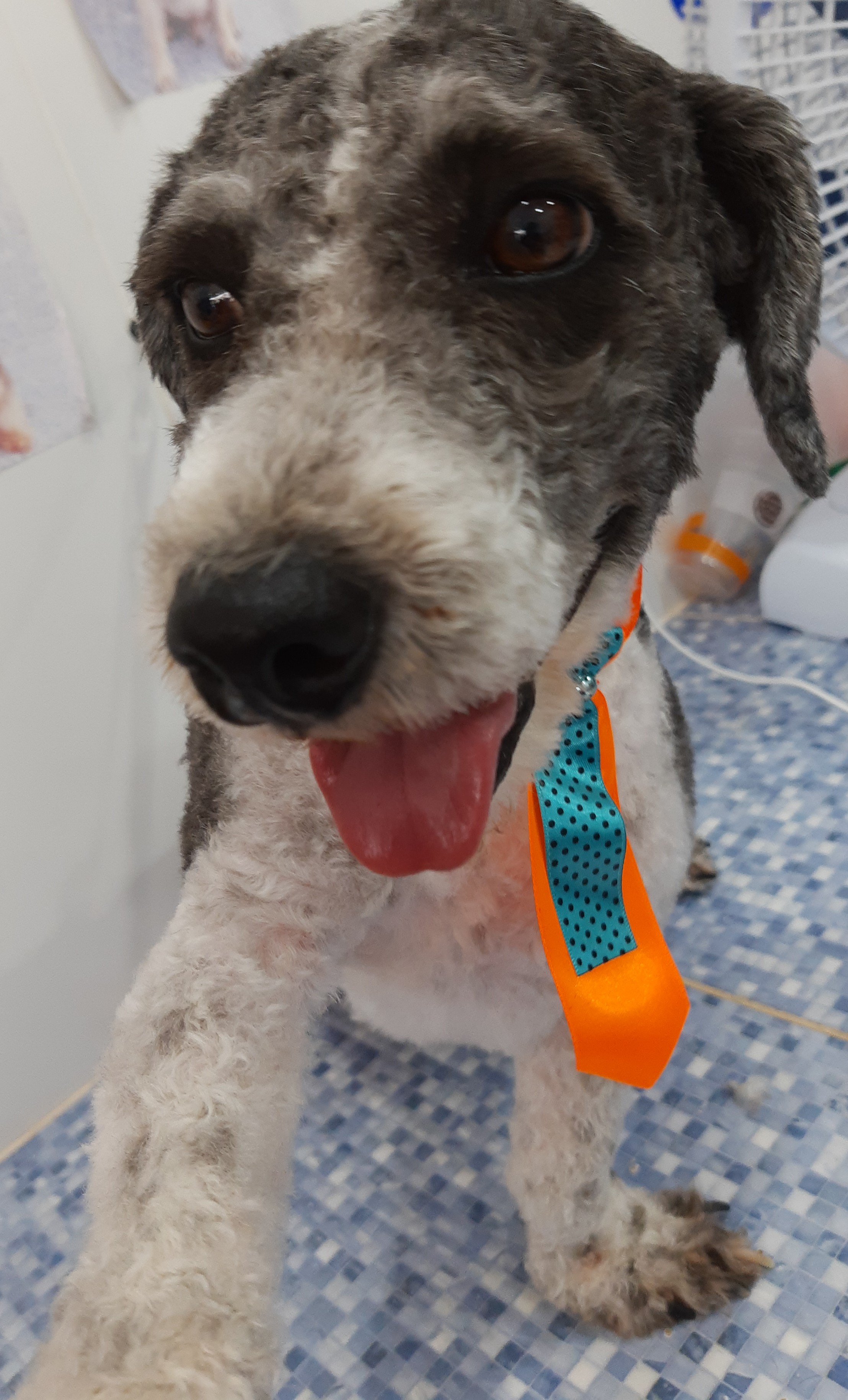 Pet - limpinhos