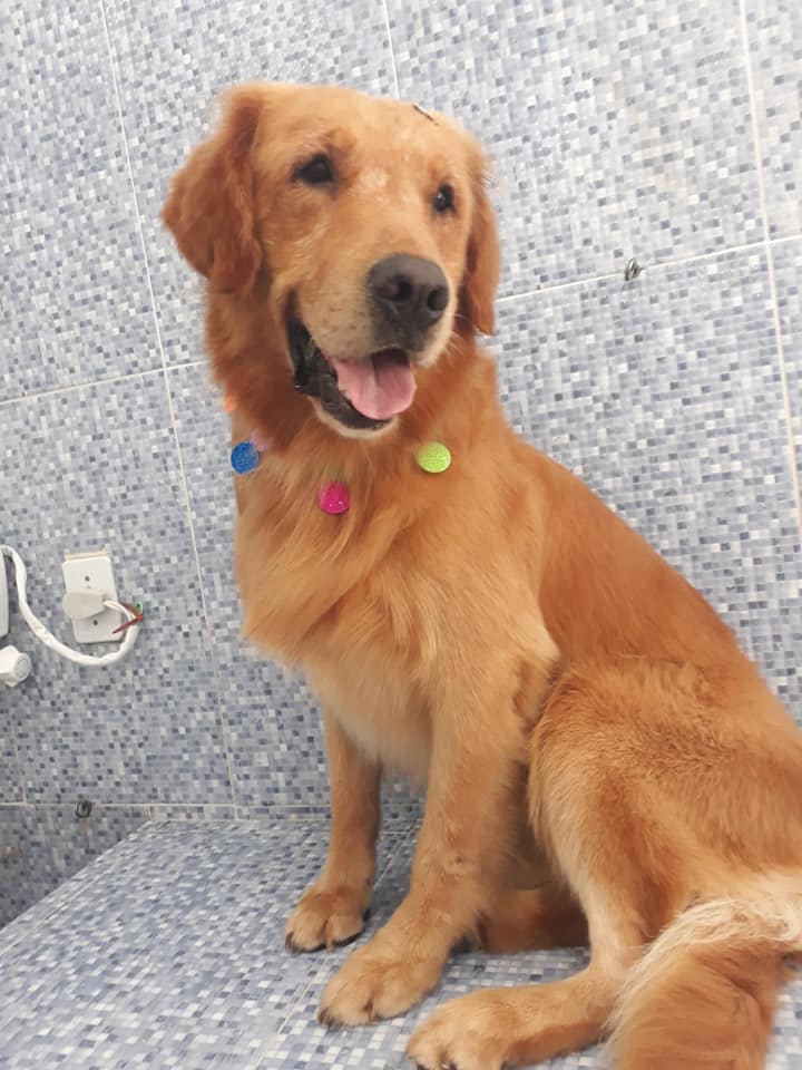 Pet - limpinhos