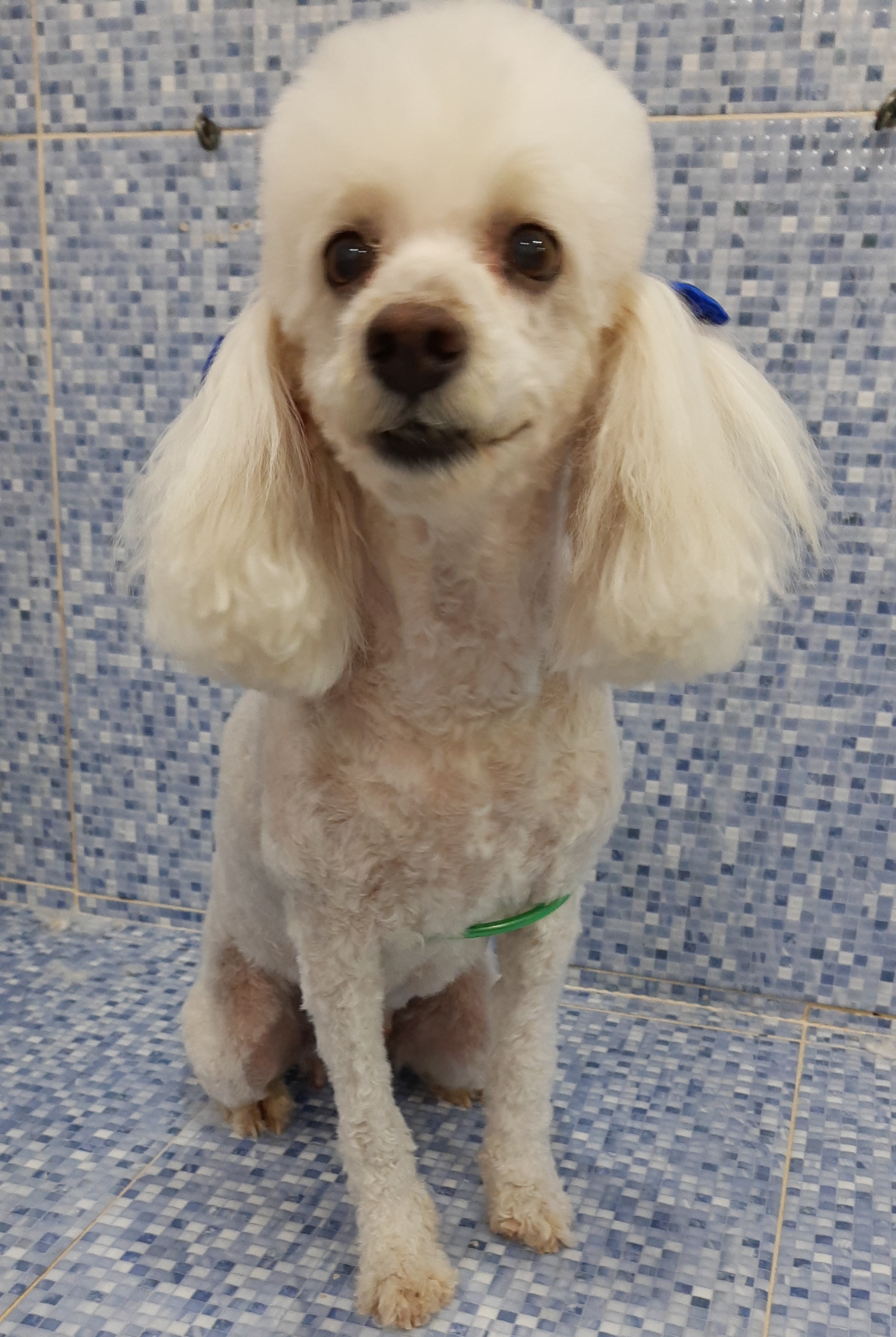 Pet - limpinhos