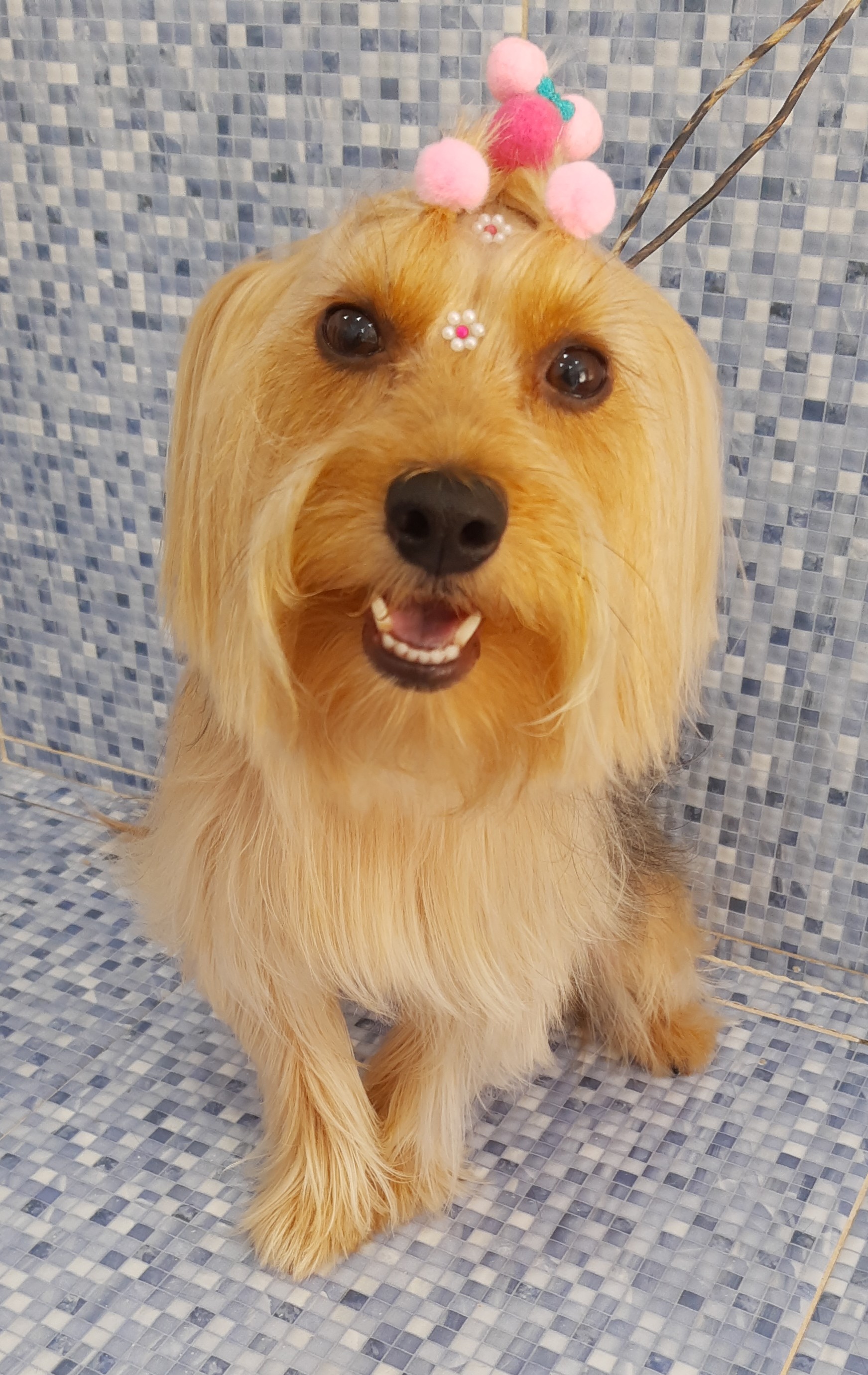 Pet - limpinhos