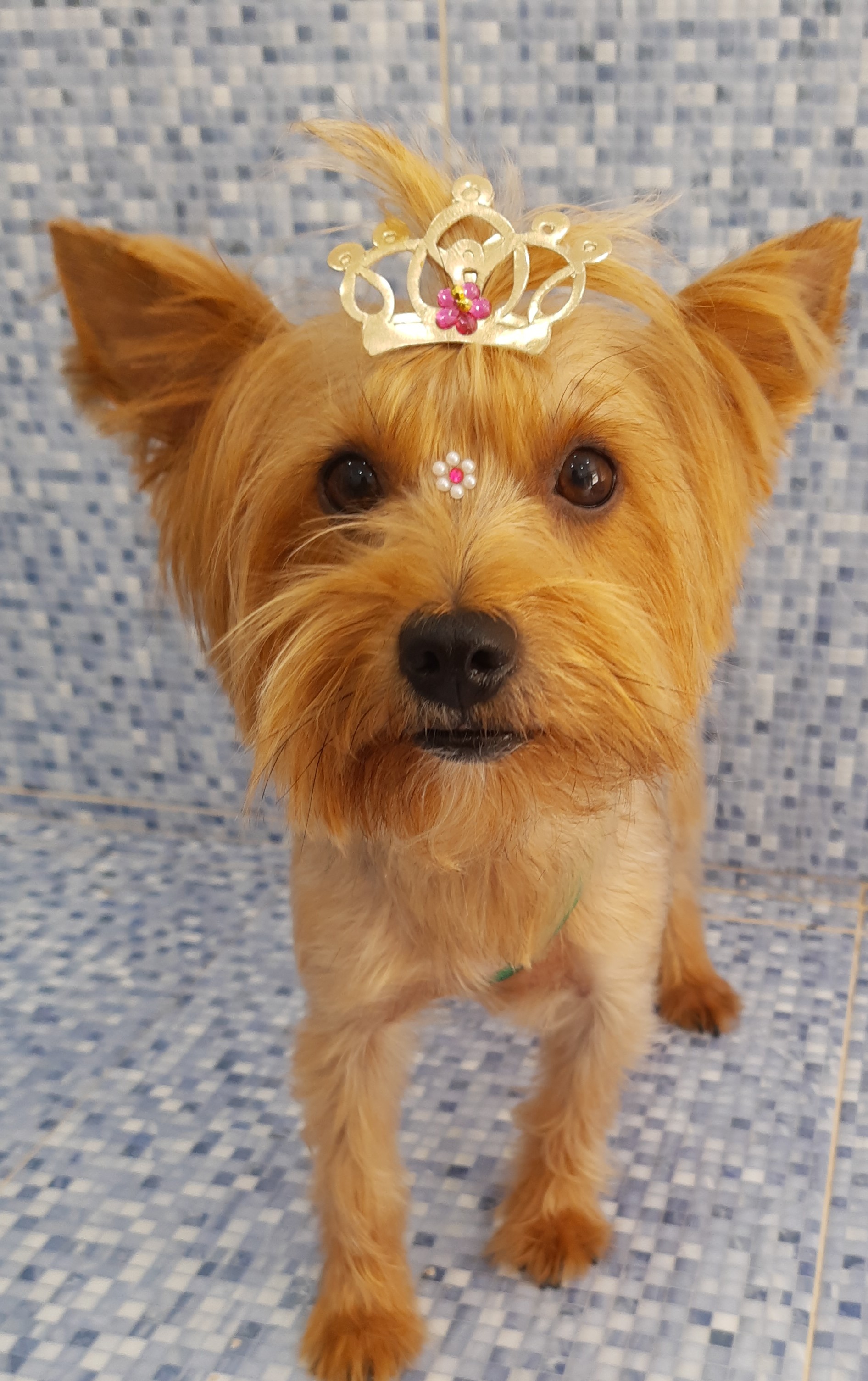 Pet - limpinhos