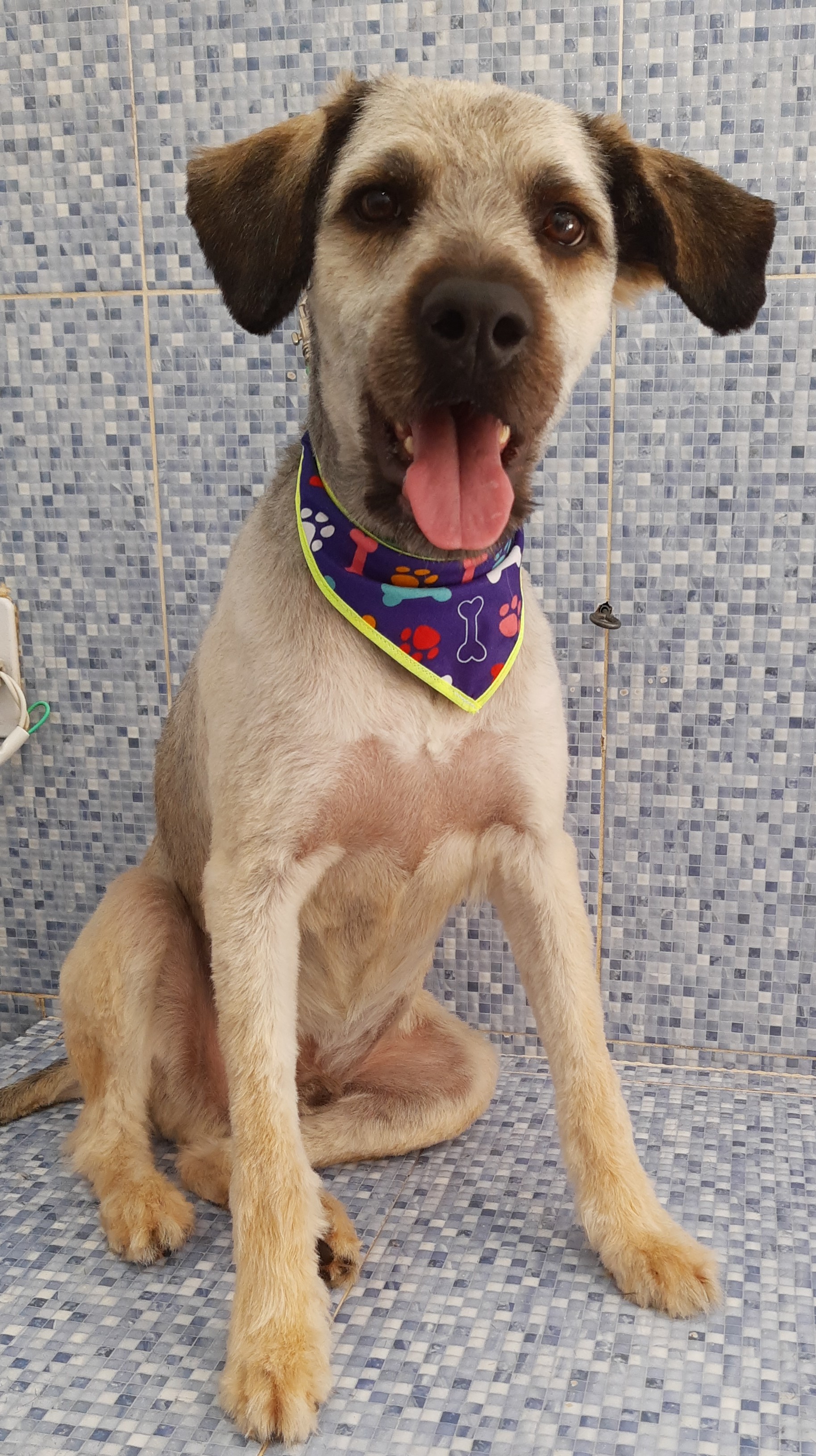 Pet - limpinhos