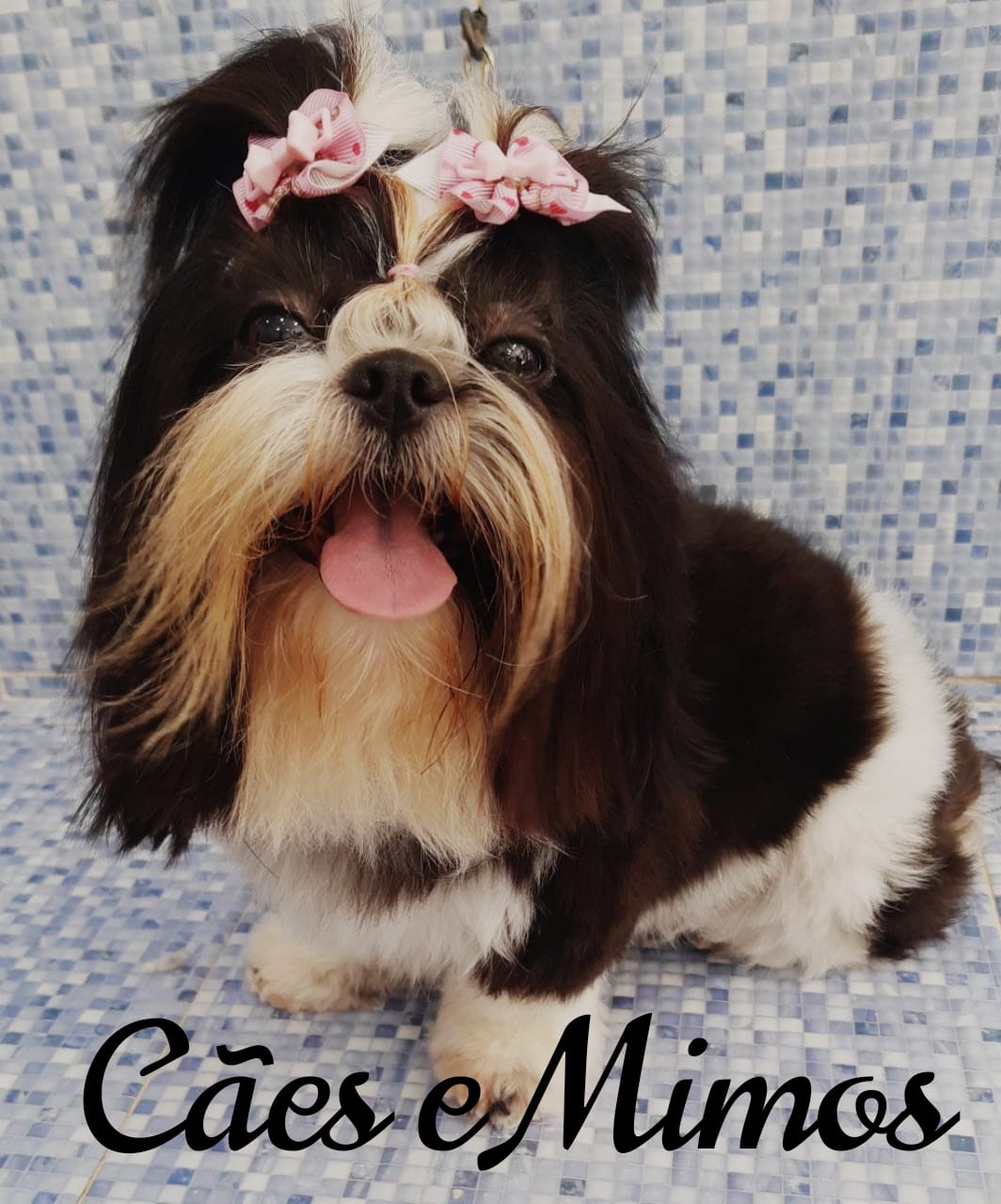 Pet - limpinhos