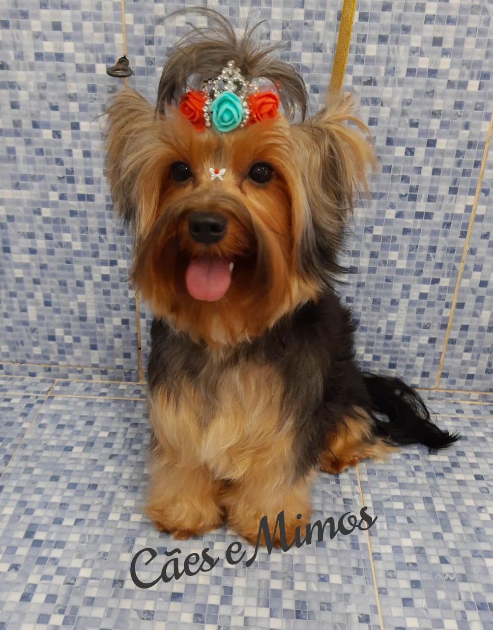 Pet - limpinhos