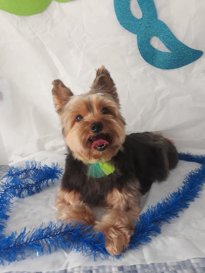 Pet - limpinhos