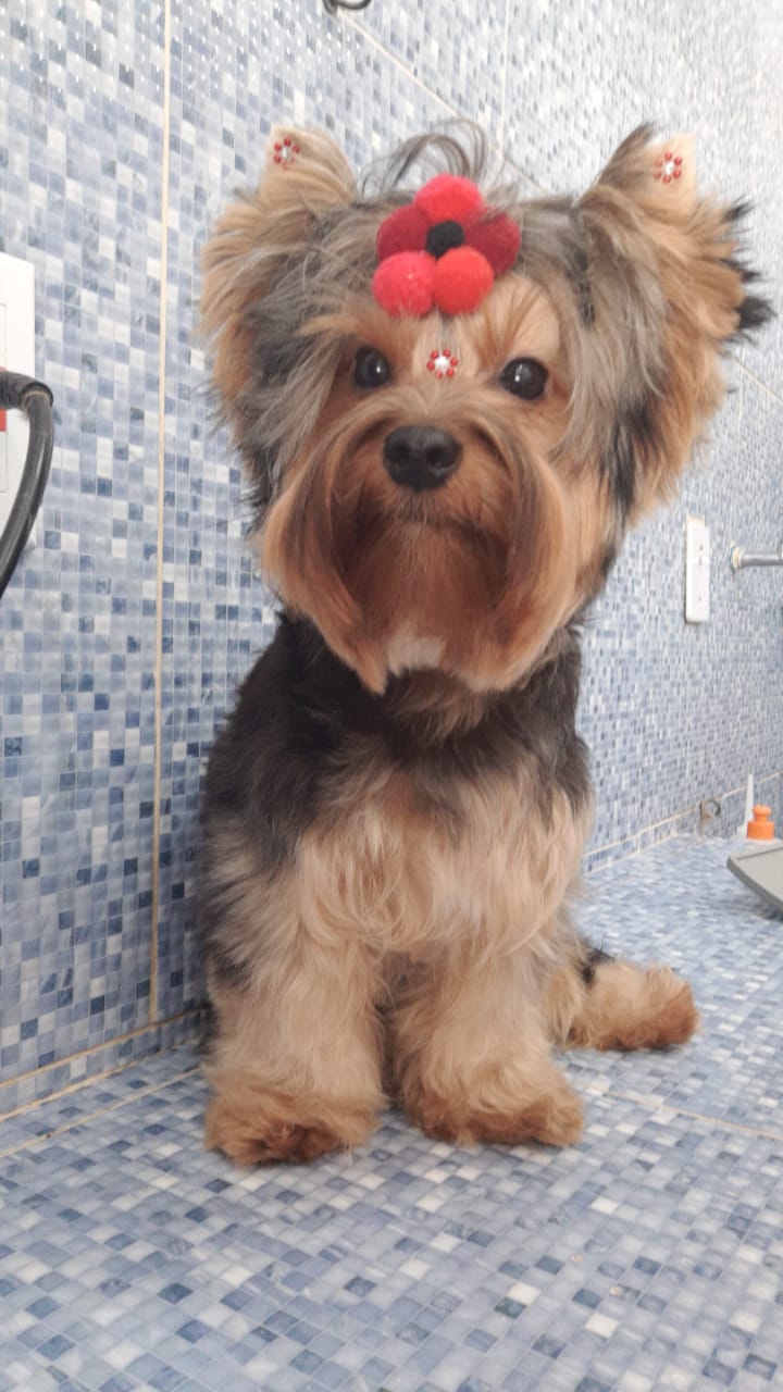 Pet - limpinhos