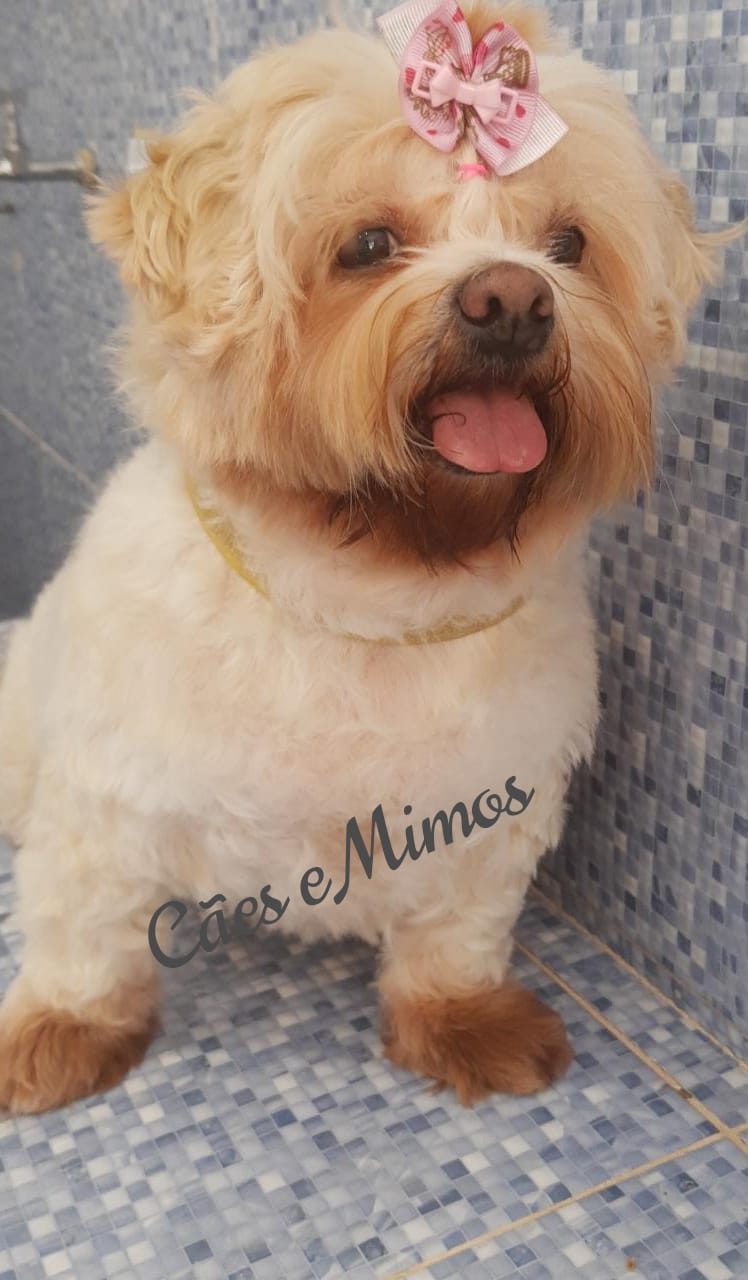 Pet - limpinhos