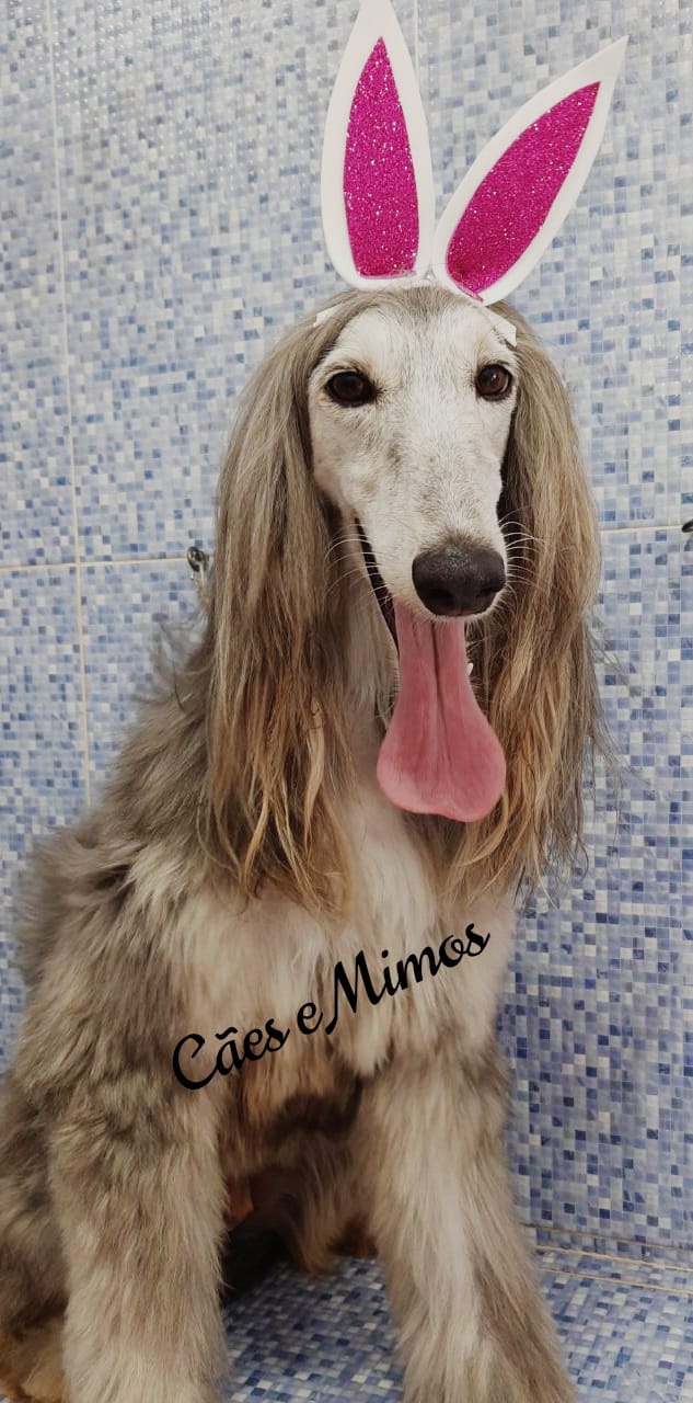 Pet - limpinhos
