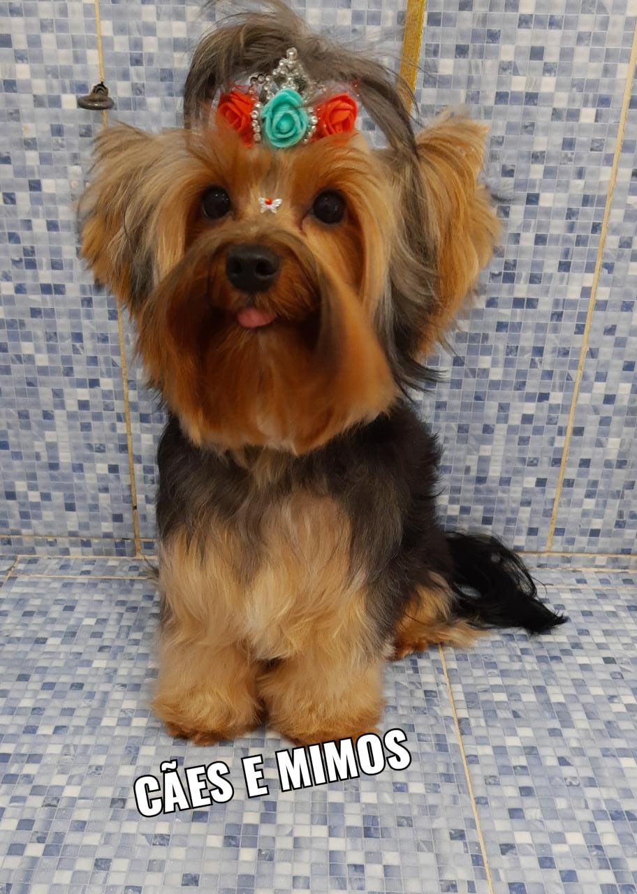 Pet - limpinhos