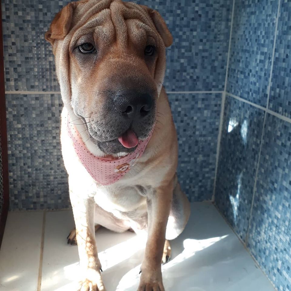 Pet - limpinhos