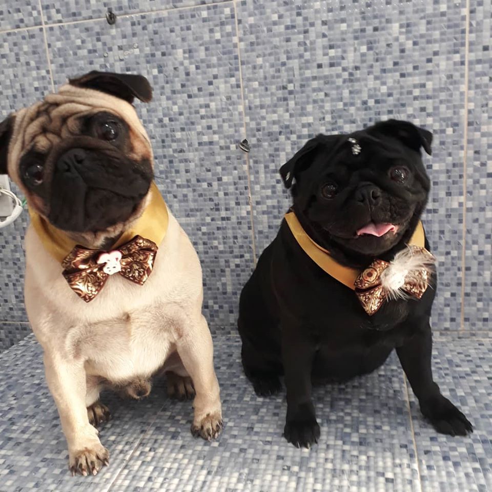 Pet - limpinhos
