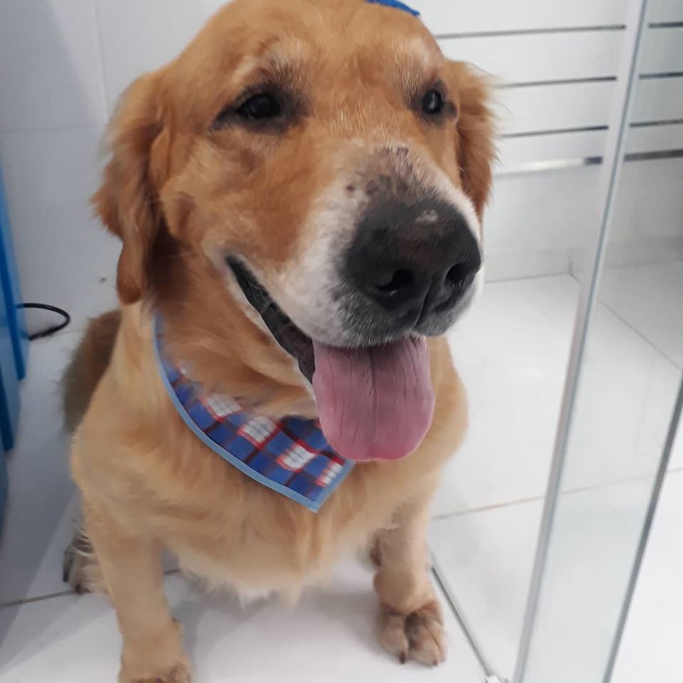 Pet - limpinhos