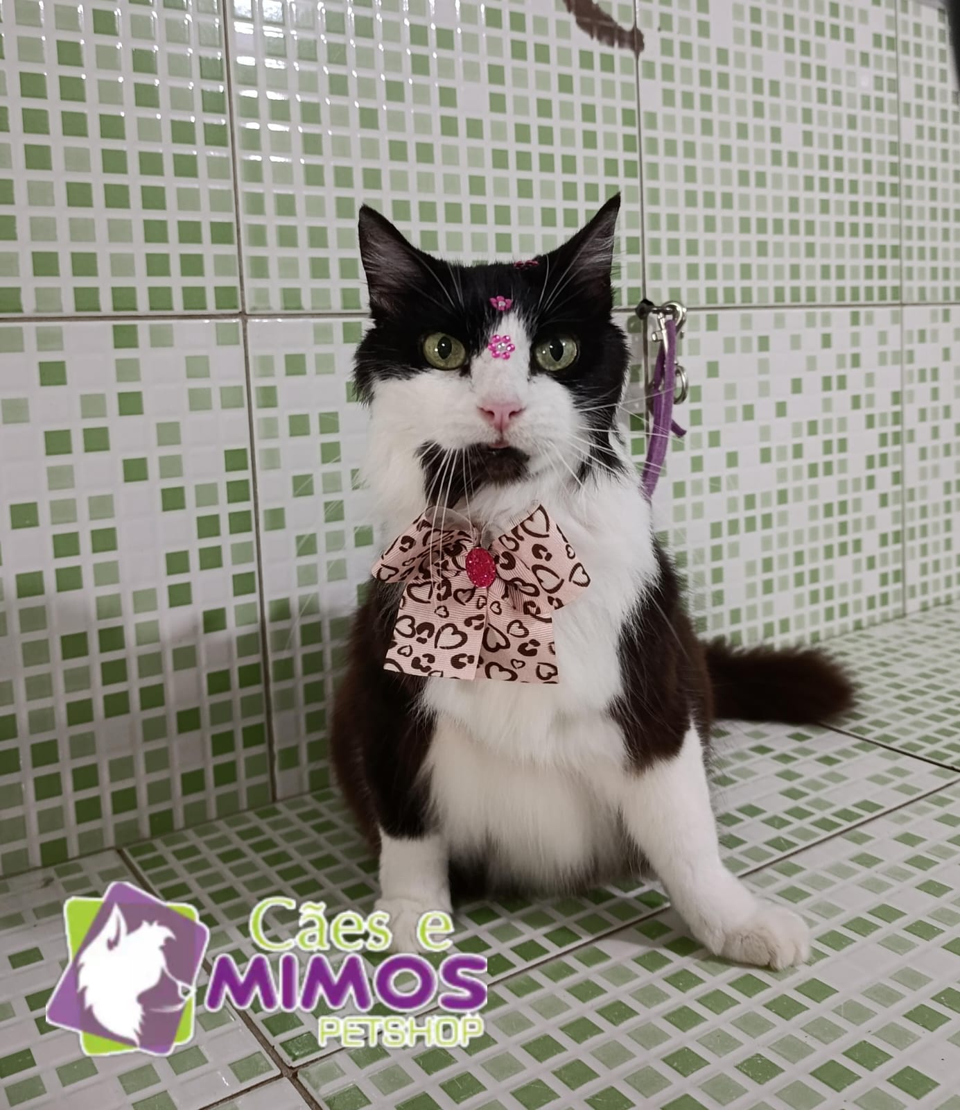 Pet - Recentes