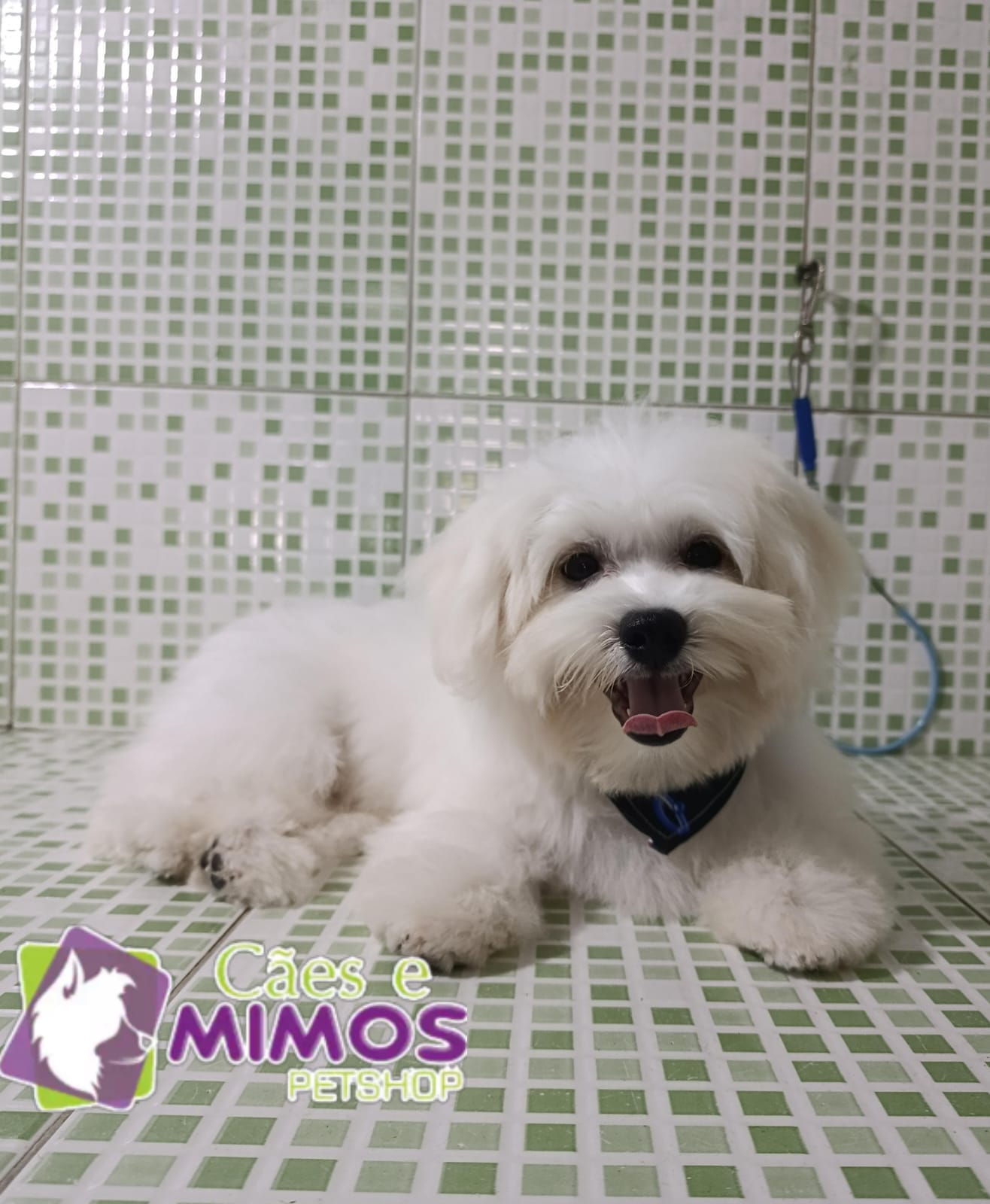 Pet - Recentes