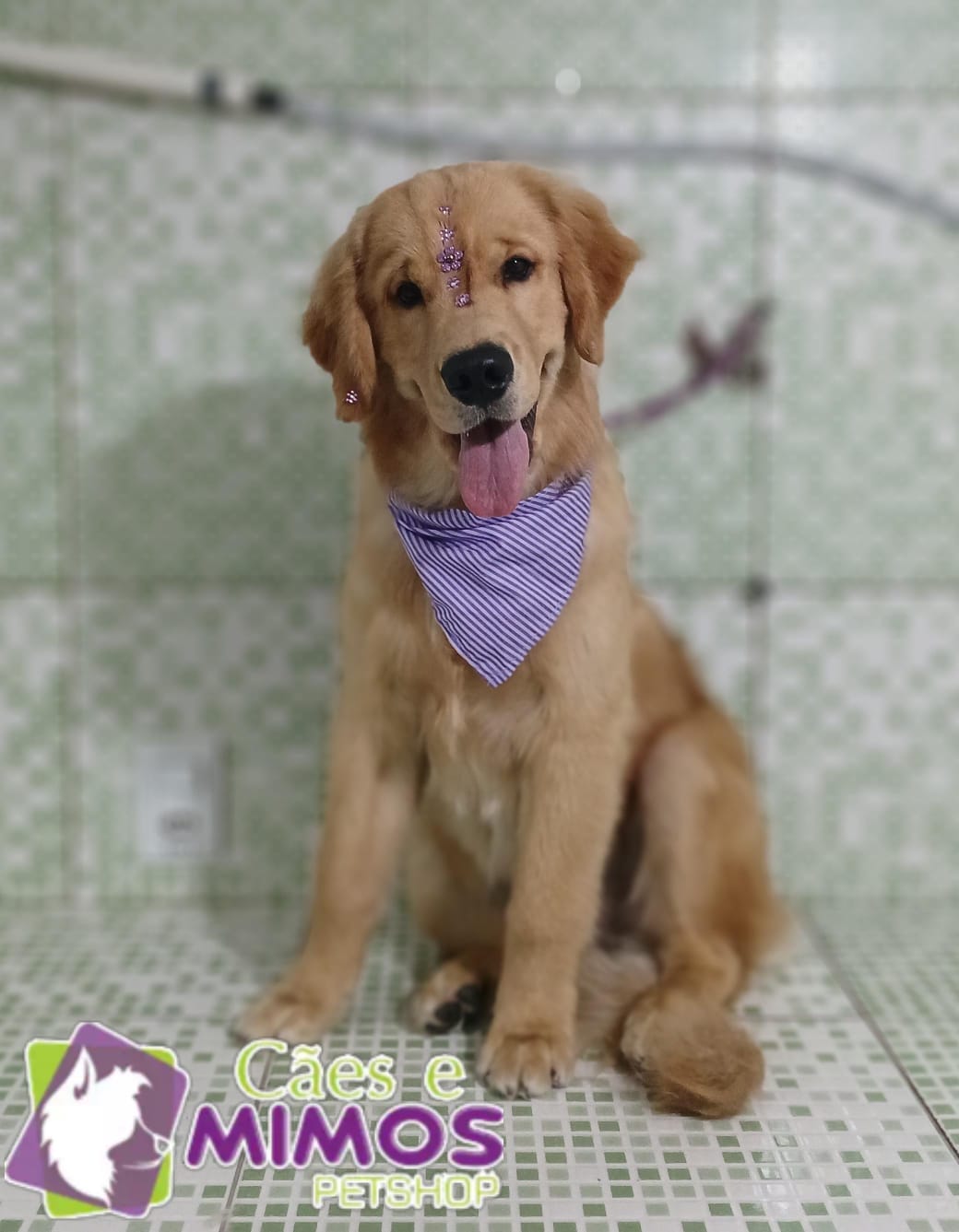 Pet - Recentes