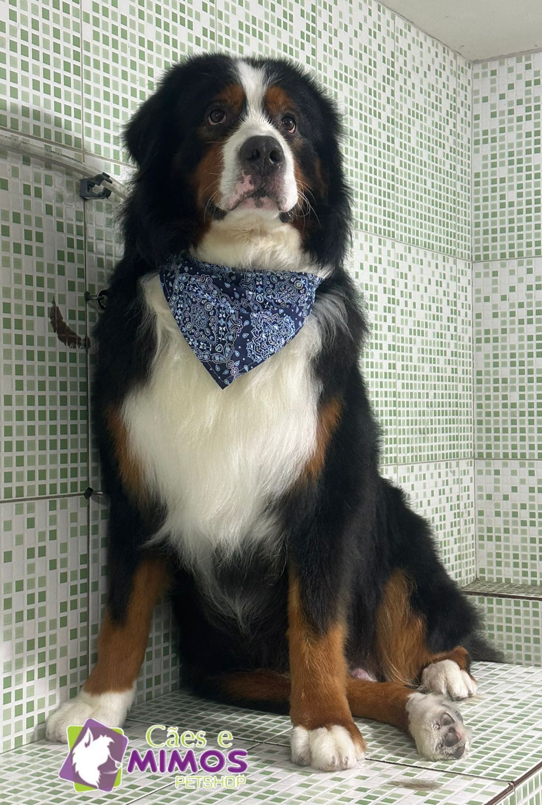 Pet - Recentes