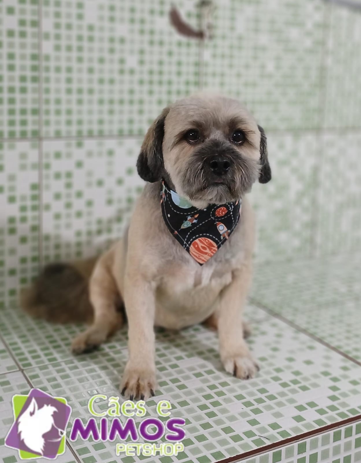 Pet - Recentes