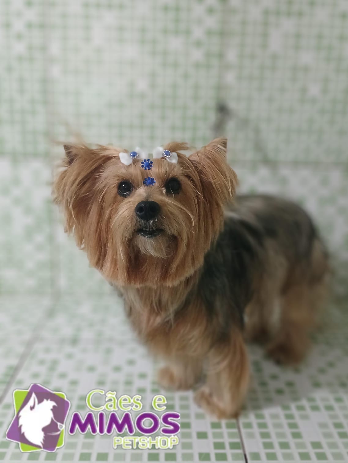 Pet - Recentes
