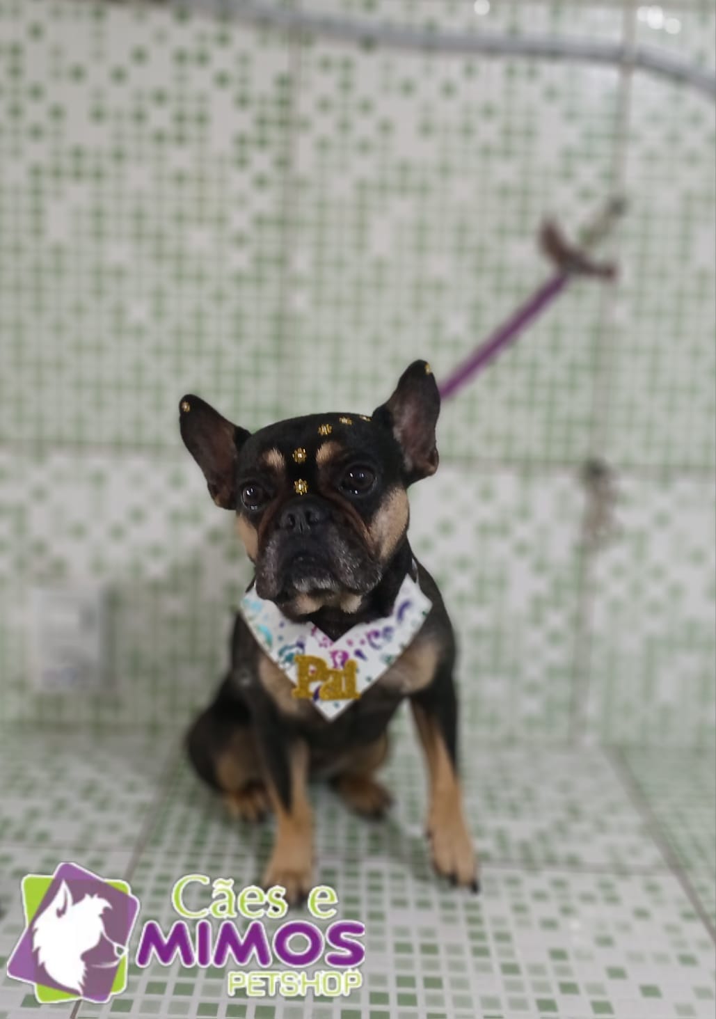 Pet - Recentes