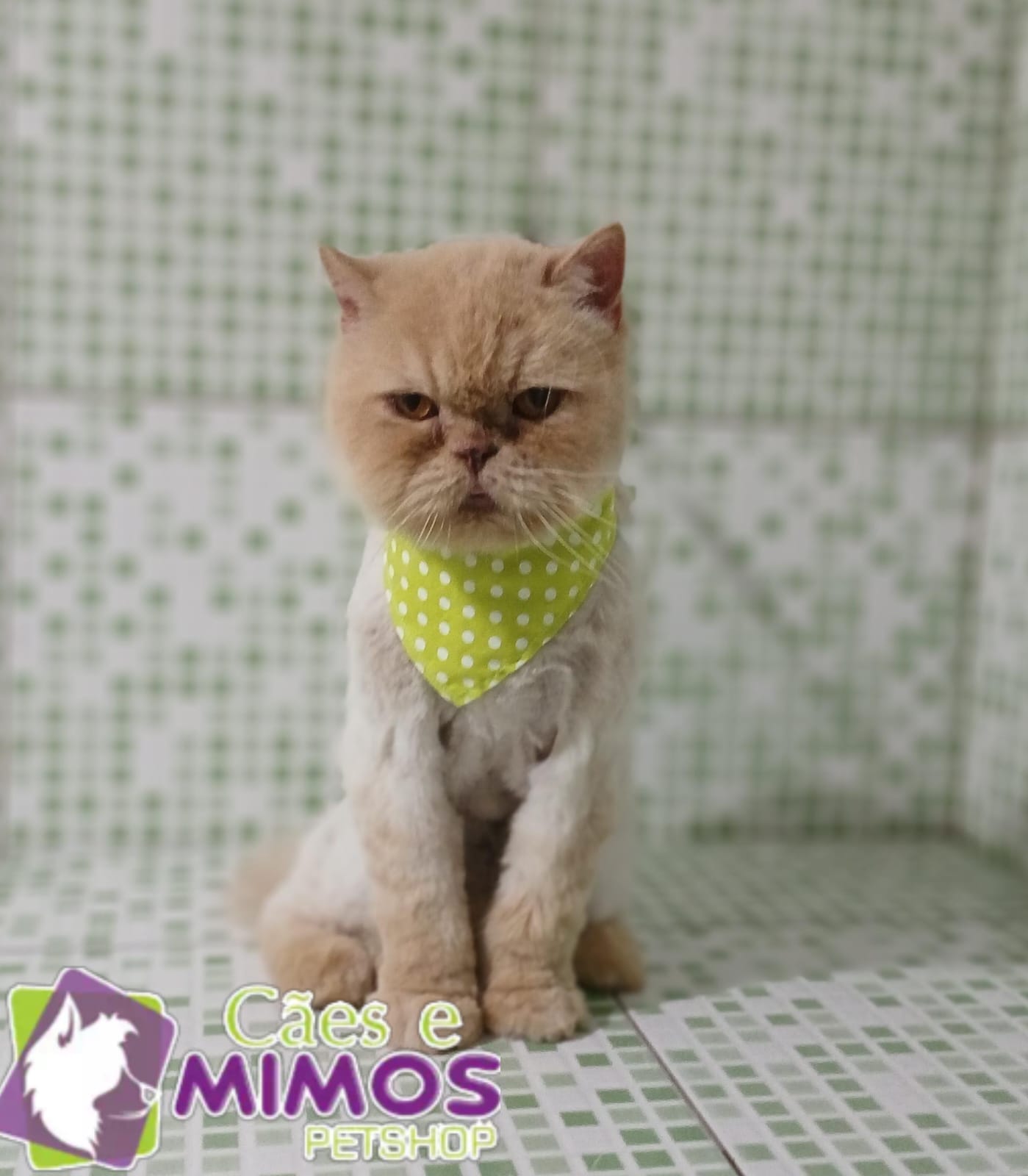 Pet - Recentes
