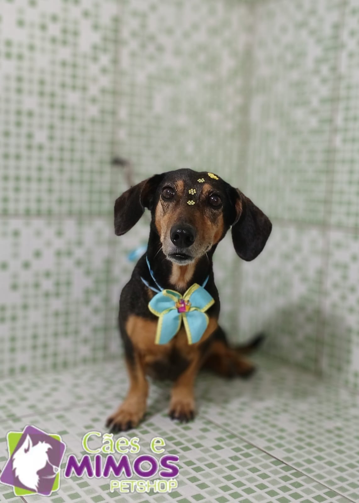 Pet - Recentes