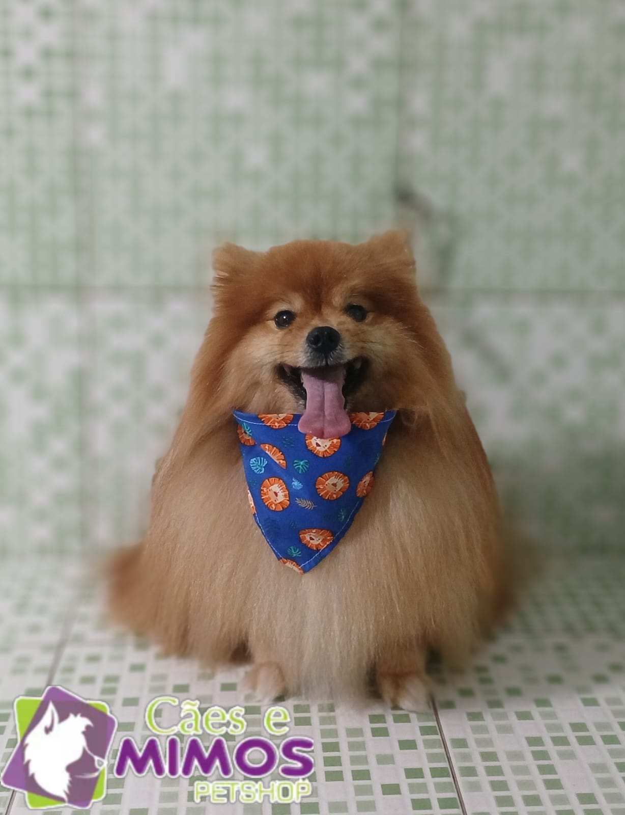 Pet - Recentes