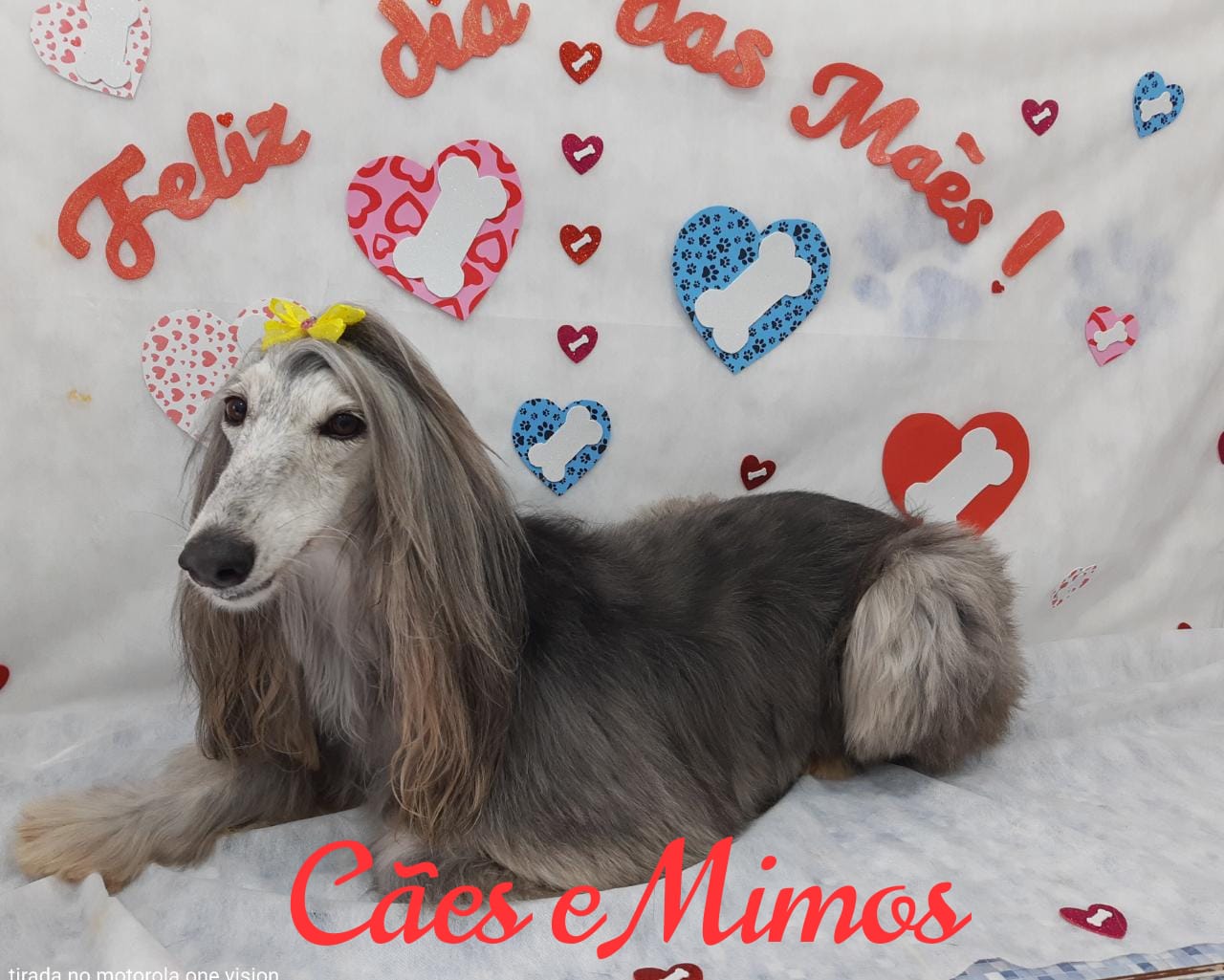 Pet - Temáticos