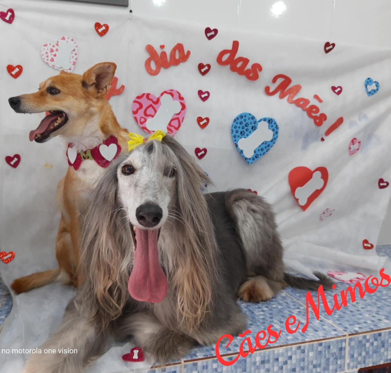 Pet - Temáticos
