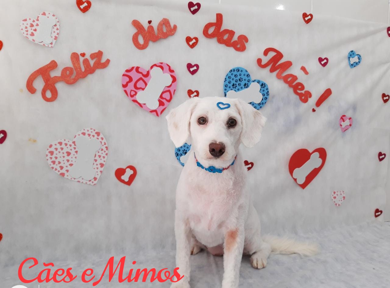 Pet - Temáticos