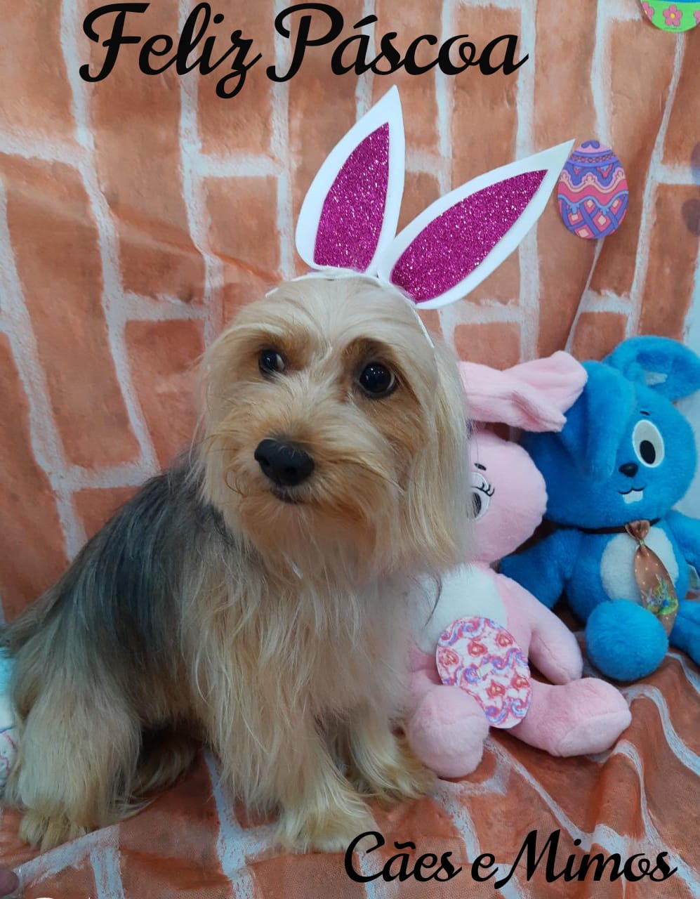 Pet - Temáticos