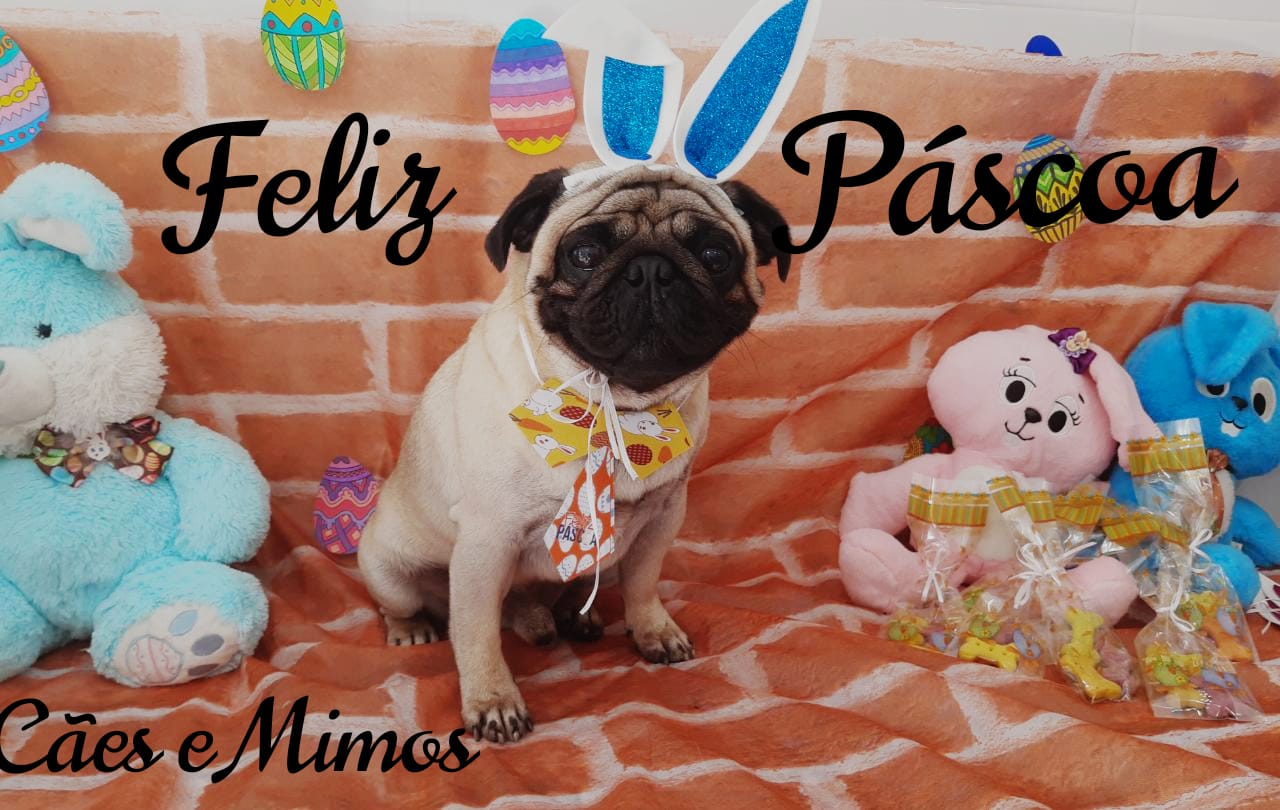 Pet - Temáticos