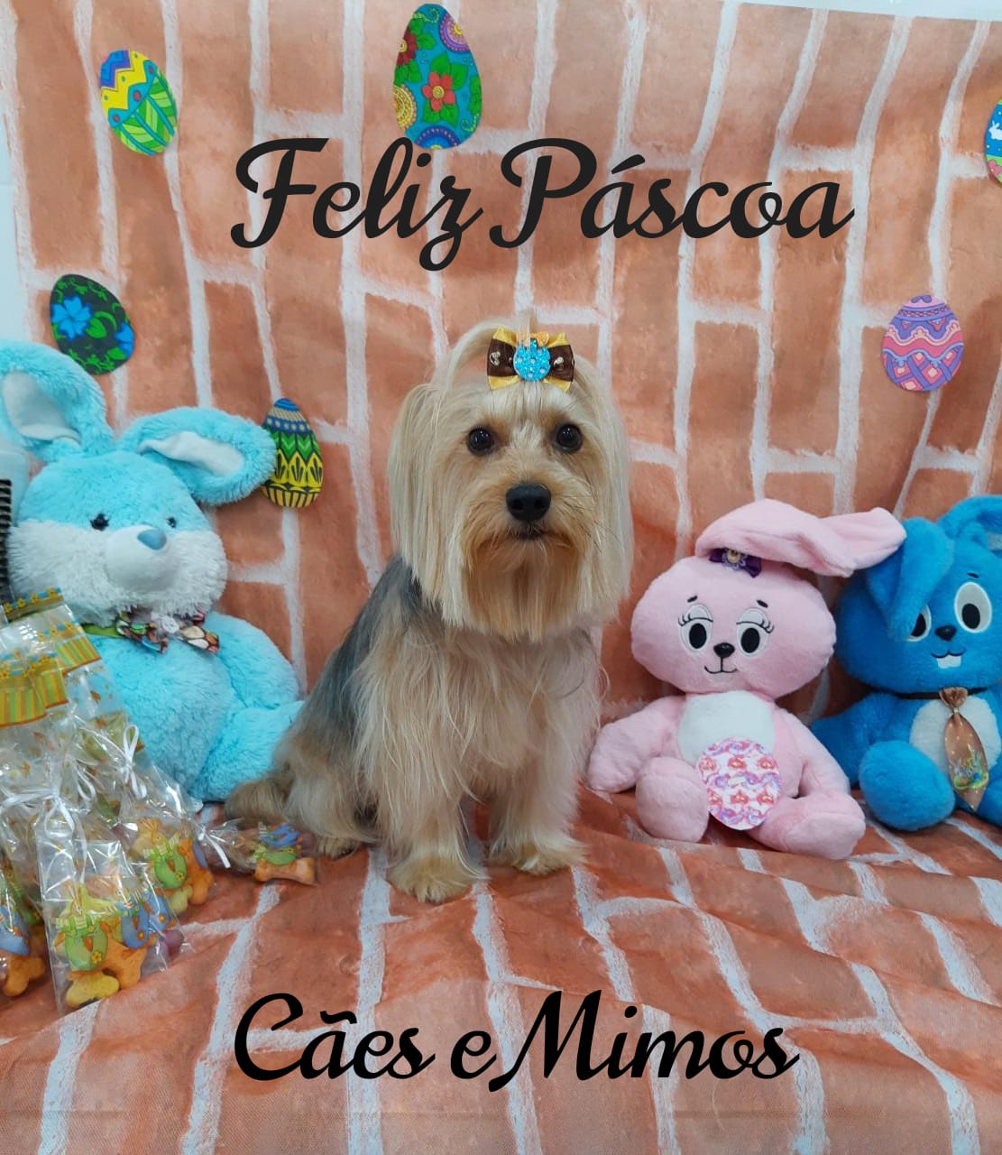 Pet - Temáticos