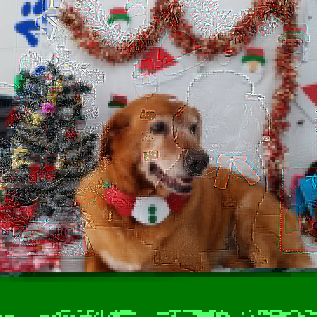 Pet - Temáticos