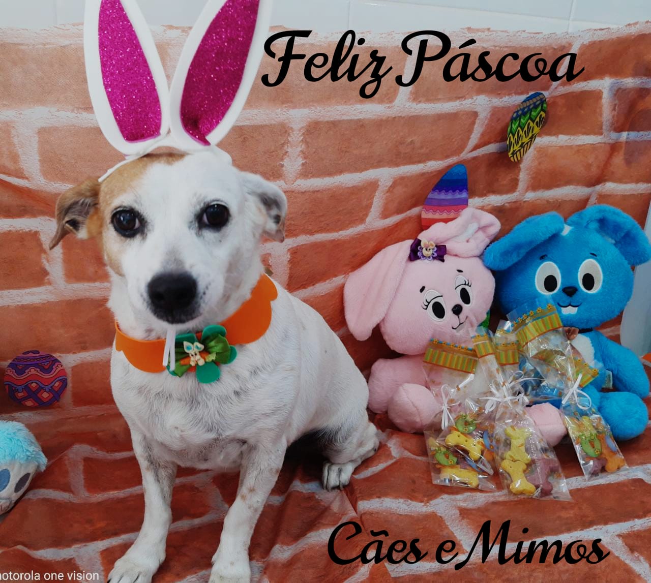 Pet - Temáticos