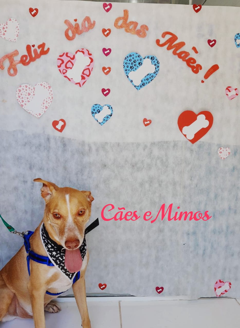 Pet - Temáticos