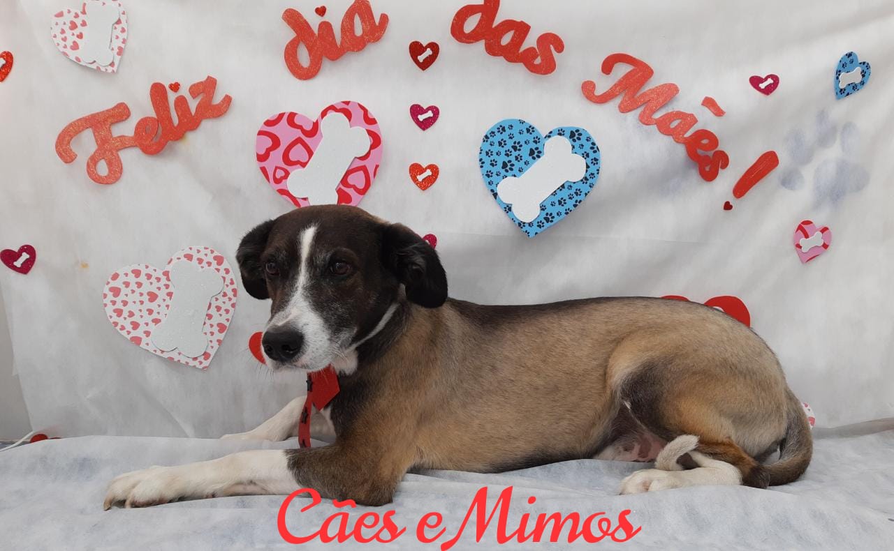 Pet - Temáticos